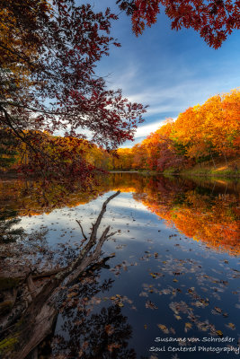 Late fall colors, Oak trees 5