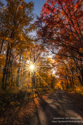 Late fall colors, road with Oak trees 