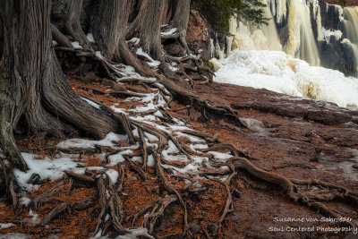 Cedar trees and roots, Gooseberry Falls