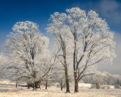 Trees with rime frost 1