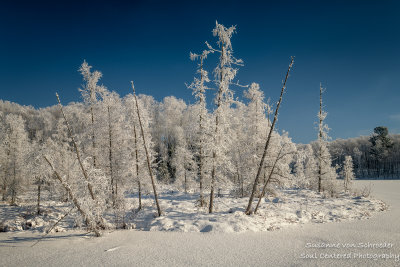 Rime frost on a sunny day in the Blue Hills 5
