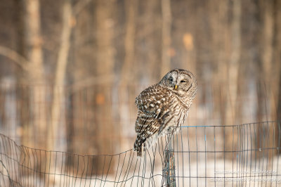 Barred Owl 5