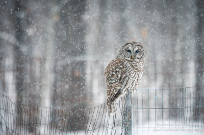 Barred Owl 6
