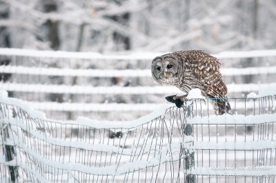 Barred Owl with mole