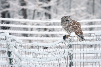 Barred Owl with mole 2