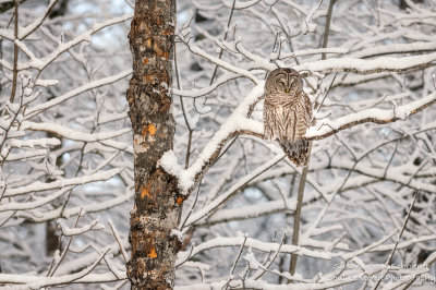 Barred Owl in snowy tree