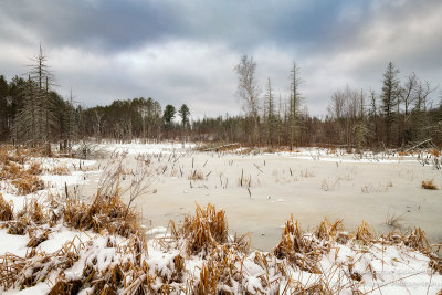 Frozen beaver pond 1