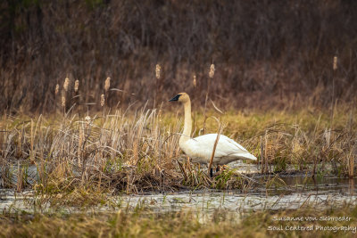 Swan at Crex Meadows, WI