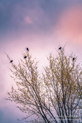 Five Redwing birds in a tree