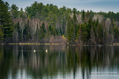 A pair of swans swimming towards me