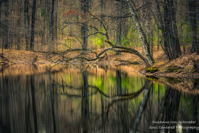 Perfect reflections, bent tree
