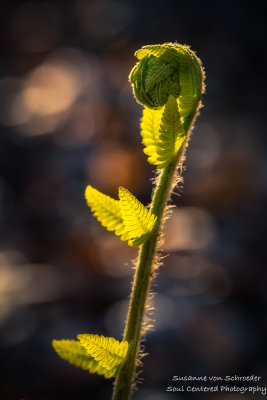 Fern in evening light