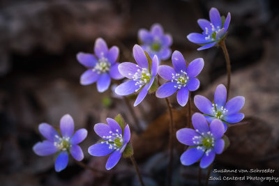 Blue Hepaticas