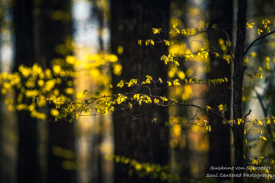 Sunlit spring foliage