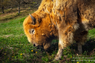 White Buffalo at Irvine Park