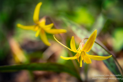 Yellow Trout Lilies