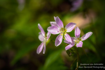 Spring Beauty