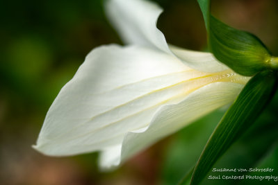 Trillium flower, up close