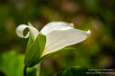 Trillium with a curl