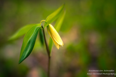 Dreamy little woodland flower