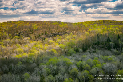 Spring forest - view from Juniper Rock 1