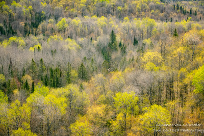 Spring forest - view from Juniper Rock 3