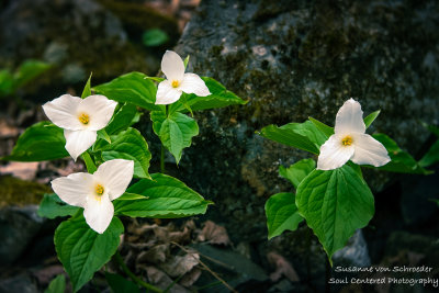 A group of Trillium flowers