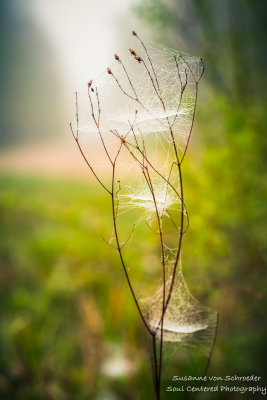 Spider webs on a foggy morning