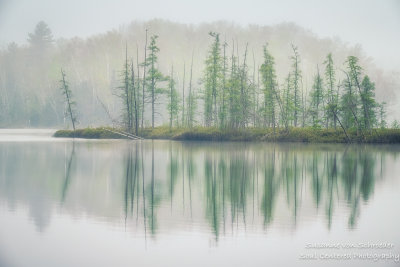 Foggy morning scene, bog at Audie Lake