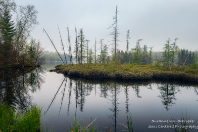 Foggy morning scene, bog at Audie Lake 2