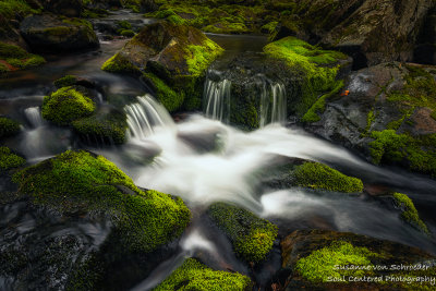 Creek and mossy rocks