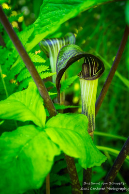 Jack-in-the-Pulpit