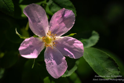 Wild Rose spreading its fragrance