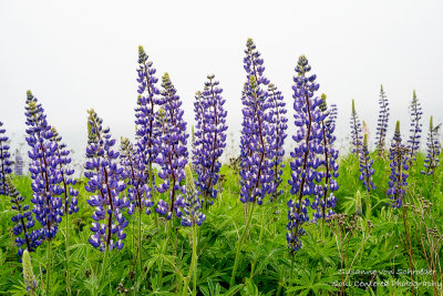 Blue Lupins on a foggy day along Lake Superior