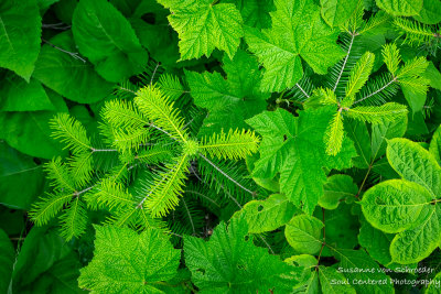 A variety of leaf textures