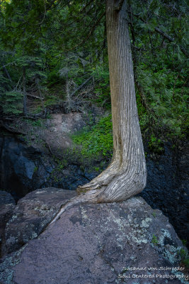 Cedar tree on a rock