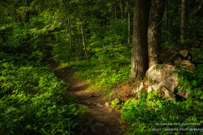 Summer forest path