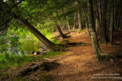 Path amongst some Cedar trees