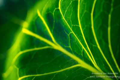 Cabbage leaf, up close