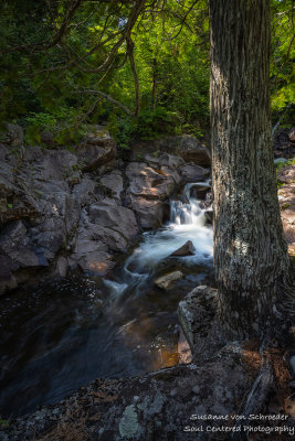 Caribou river and tree