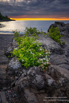 Moody sunrise, Lake Superior, with Ninebark bush