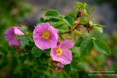 Wild Rose bush - so fragrant!