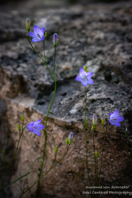 Harebells (Campanula)