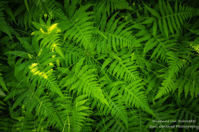 Fern texture
