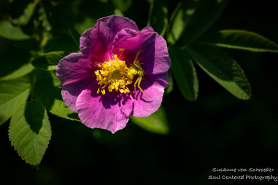 Wild rose with Crab Spider