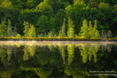 A bog on Audie Lake in morning light and fog