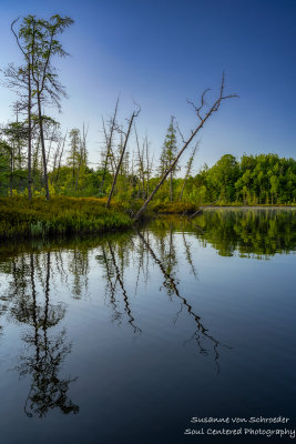 Bog reflections, Audie Lake