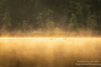 Loon family in morning fog