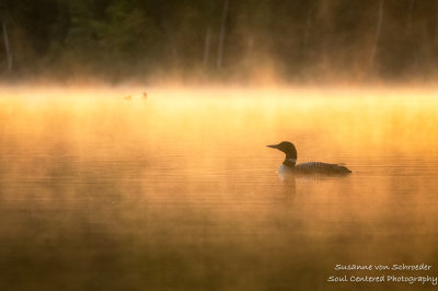 Loon in morning fog - the guardian