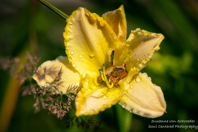 Spring Peeper in Daylily flower